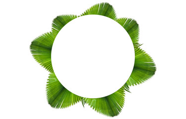 circle frame Tropical leaf isolated on white background.