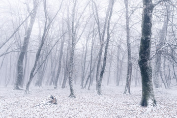 Winter forest,  snow covered bare trees