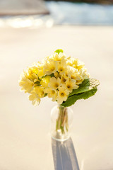 Easter concept. Bouquet of Primrose Primula with yellow flowers in glass vase on white backdrop. Inspirational natural floral spring or summer blooming background. Copy space.