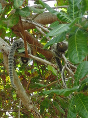 Sagui - Marmoset