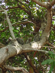 Sagui - Marmoset