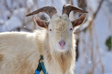 Fototapeta premium Portrait of a goat.