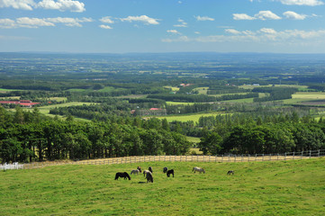 Pasture in Shihoro high plain