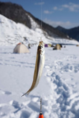 Pond smelt fishing in Hokkaido Japan.