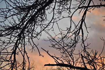 Fototapeta na wymiar Dark Tree Branches against a Pastel Sunset Sky