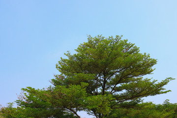 Beautiful tree on blue sky background