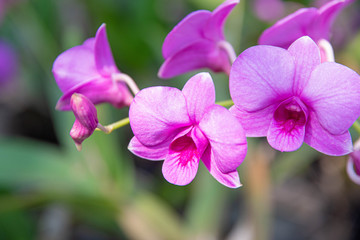 Close-up of beautiful light purple orchids.