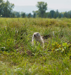 gopher peeks out of the mink on the green field