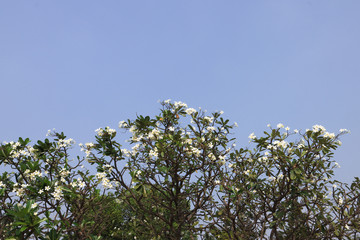 Blooming Plumeria tree with blue sky and white cloud. Frangipani (Plumeria) branch with blue sky background. Plumeria is a genus of flowering plants in the family Apocynaceae. Blooming Plumeria flower
