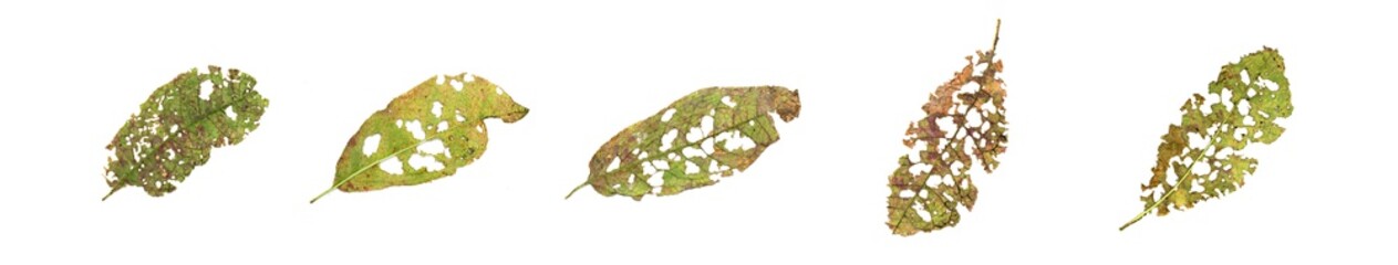 Leaf with holes, eaten by pests isolated on white background