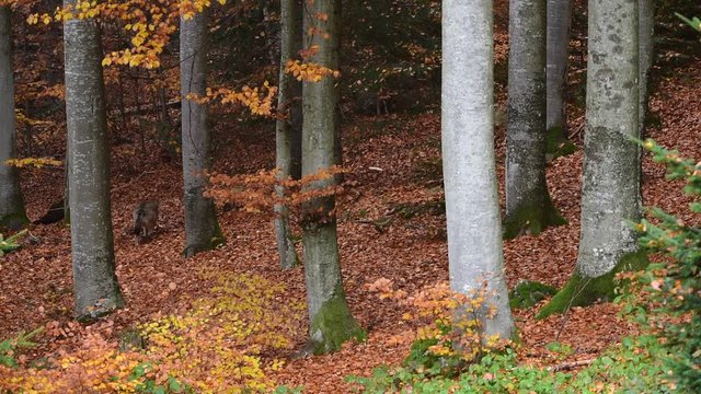 Solitary grey wolf walking in beech forest in autumn