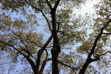 Under the tree with branch and green leaves