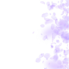 Violet flower petals falling down. Flawless romant