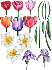 Obraz premium hand-drawn watercolor spring flowers. daffodils, tulips, irises, leaves. Frames, wreaths