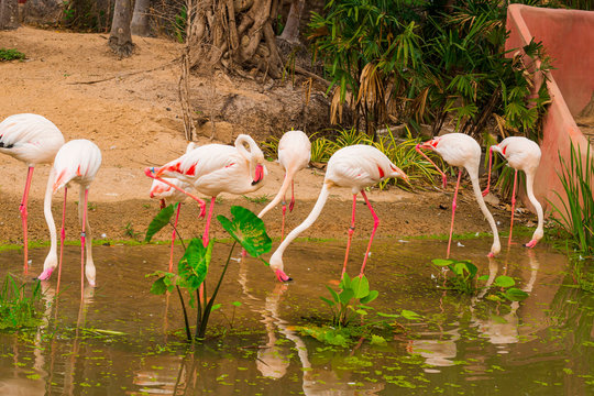 Flock of birds pink flamingo walking on the lake.