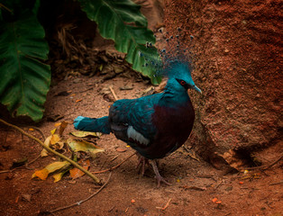 Gura Victoria is a large bird of the pigeon family.