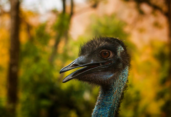 Ostrich Close up portrait, Close up ostrich head (Struthio camelus)