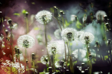 Dandelion flowers field, blurry background