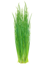 green onions leeks isolated on white