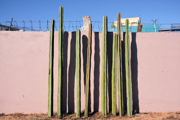 Set of Mexican fencepost cactus (Pachycereus marginatus) along sidewalk, backed by concrete wall