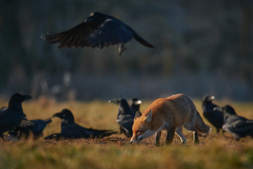 Fototapeta premium hunting fox surrounded by ravens