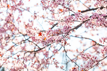 cherry tree in bloom.pink flowers