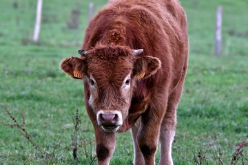 brown limousin cow in pasture