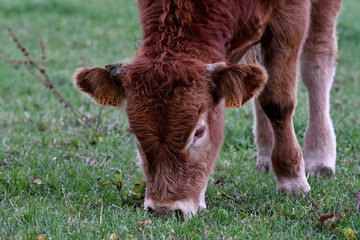 brown limousin cow grazing in meadow