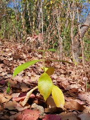 growing green tree in a Nationalpark in chiang mai, Thailand