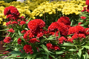 Fototapeta na wymiar Red and Yellow Celosia (Cockscomb) Flowers for Tet