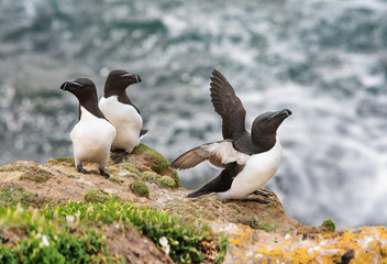Three razorbills on rocks in Saltee Islands
