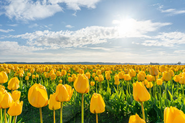 Backlit yellow flowers in bloom at the Skagit tulip festival - Powered by Adobe