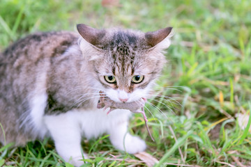 Naklejka na ściany i meble Domestic house cat holding small mouse in mouth
