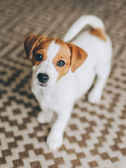  Adorable puppy Jack Russell Terrier on the capet at home.