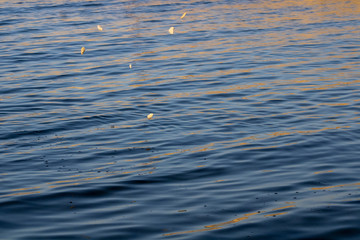 Flying stones to the surface of the sea; On the water rays of the sun with a small ripple