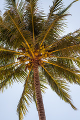 Palm tree on the beach with coconuts at Khao Pilai Beach in Thailand.