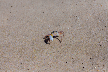 Smal crab on the Khao Pilai Beach in Thailand.