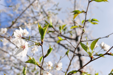 葉桜