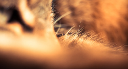 détail de chat  © Eléonore H