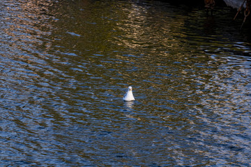 Floating bird in the river; In the river a small ripple, in which the rays of the sun with turquoise shade are reflected