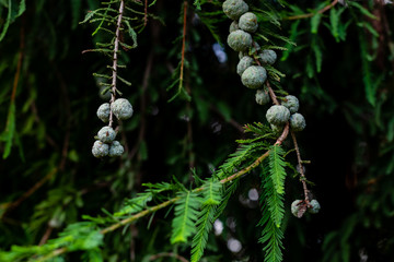 beautiful close up shot of pond cypress with dark background. nature concept