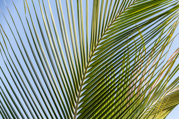 Beautiful big Cocos nucifera palm leaf is on the beach orange sunrise sky background