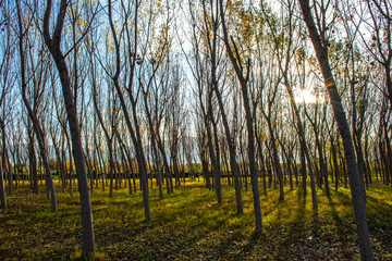 Sunlight in the trees. Birch forest in sunlight in the morning.