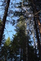 Fototapeta premium trees in the forest