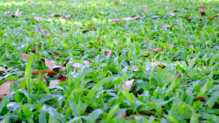 Green grass background in rainny day, green grass grows along the sidewalk