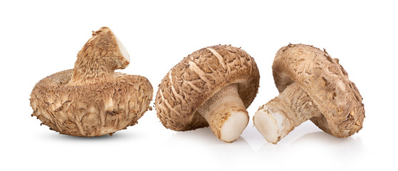 Shitake Mushroom on white background full depth of field