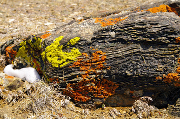 Close up of two vivid orange and lime green moss covered rocks nestled together