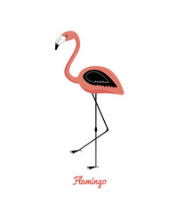 Pink flamingo bird isolated on white background. Character. Wildlife. 