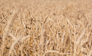 Golden yellow  field of ripe wheat with golden spikelets, selective focus