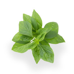 Sweet Basil, Thai Basil Leaves isolated on white background. This has clipping path.